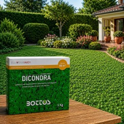Sementi per Appezzamenti ornamentali soleggiati, Tappeto ornamentale resistente alla siccità e al caldo